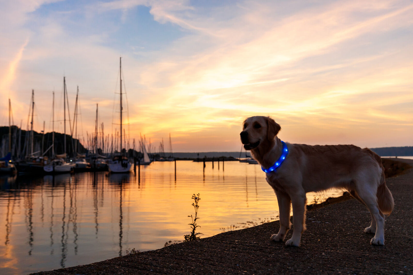 Trixie Flash Light Band USB - светещ нашийник 50 см