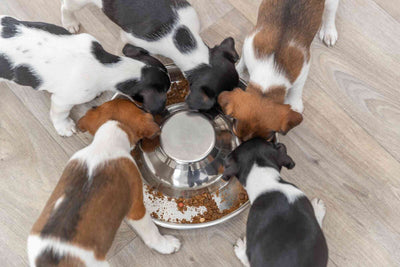 Trixie Junior Puppy Bowl - купичка за малки кученца