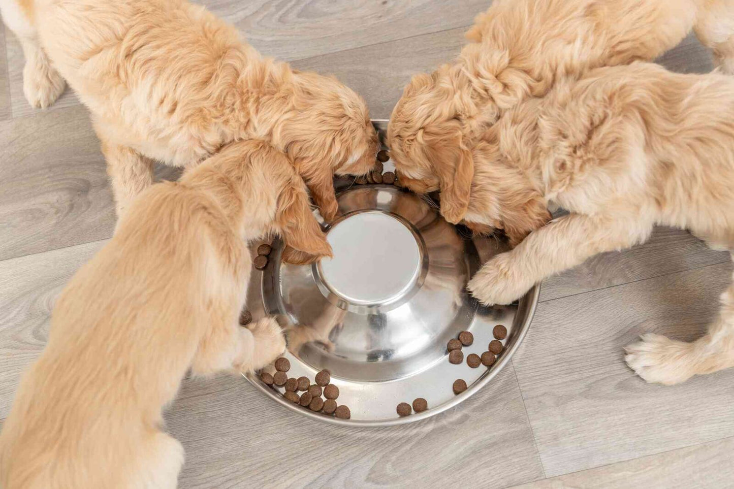 Trixie Junior Puppy Bowl - купичка за малки кученца