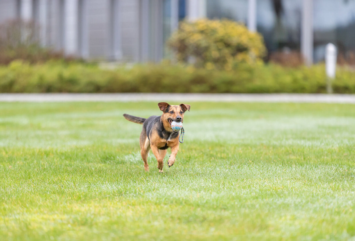 Trixie Ball on a Rope - топка с въже 6 см / 30 см