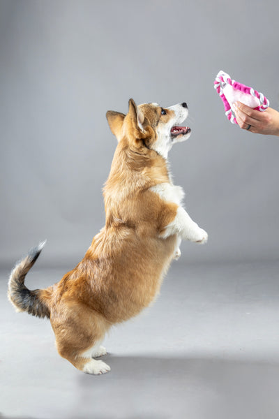 Flamingo Puppy Boban Frisbee Puppy With Rope Multiple Colours - плюшена играчка 17 см.