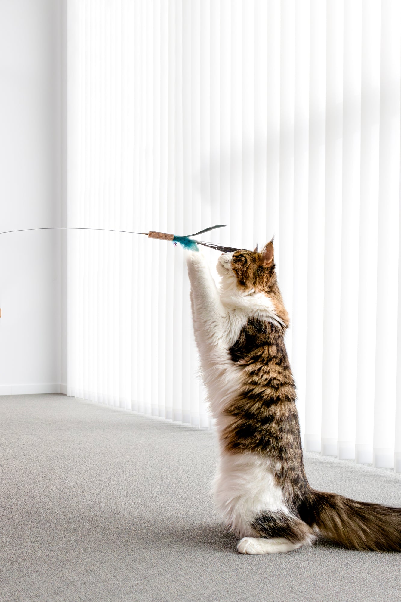 Flamingo Toy Hasse Dangler - въдица за котки 61 - 186 см