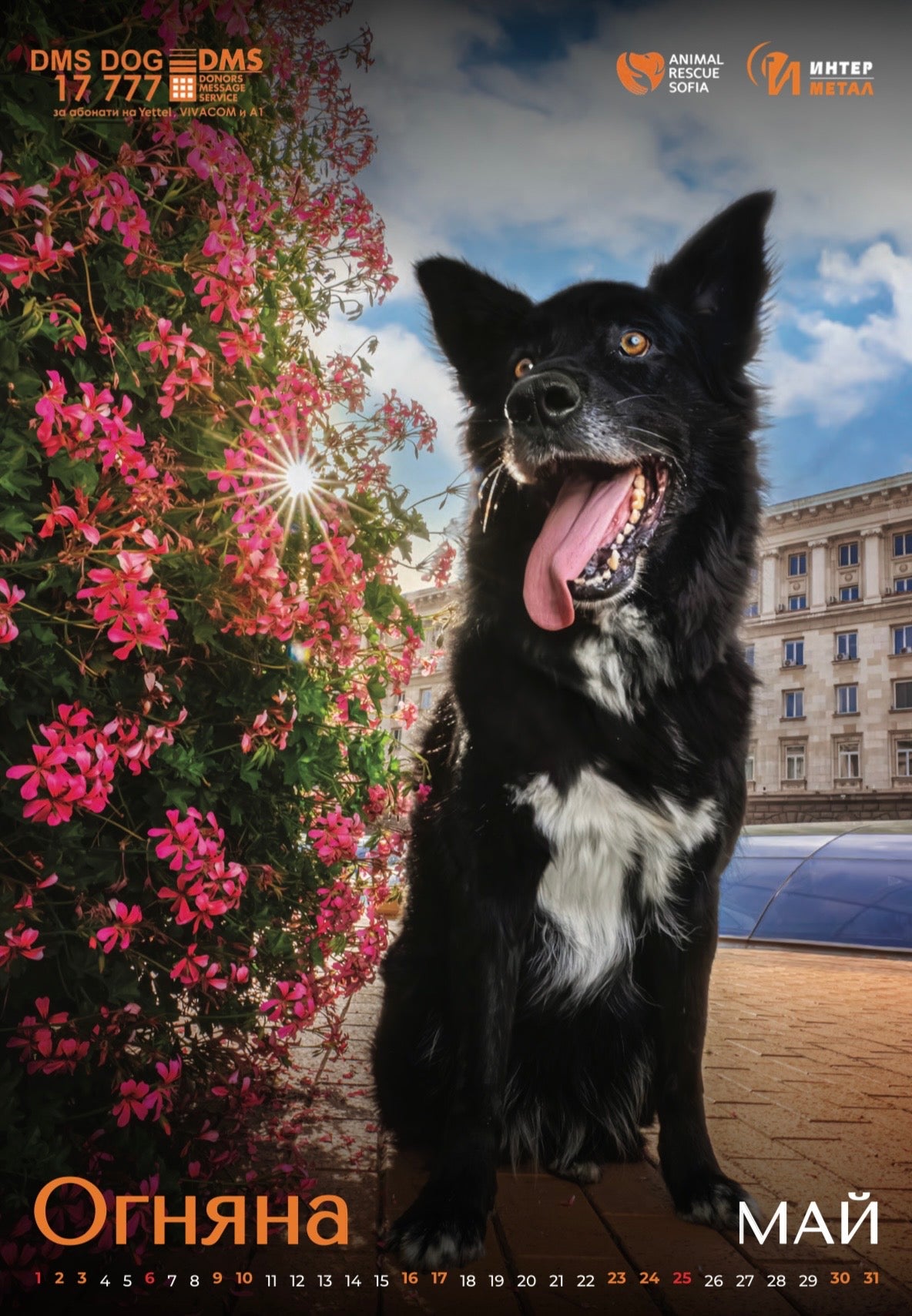 Animal Rescue Sofia - дарителски календар за 2026 година