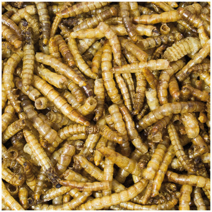 JR Farm Mealworms - брашнени червеи за гризачи 25 г