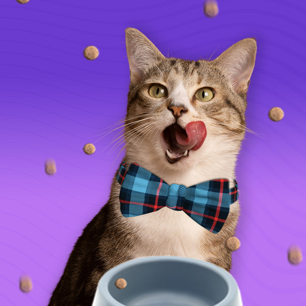 Храни за котки