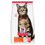 Hills Science Adult Cat Salmon - суха храна за котки със сьомга