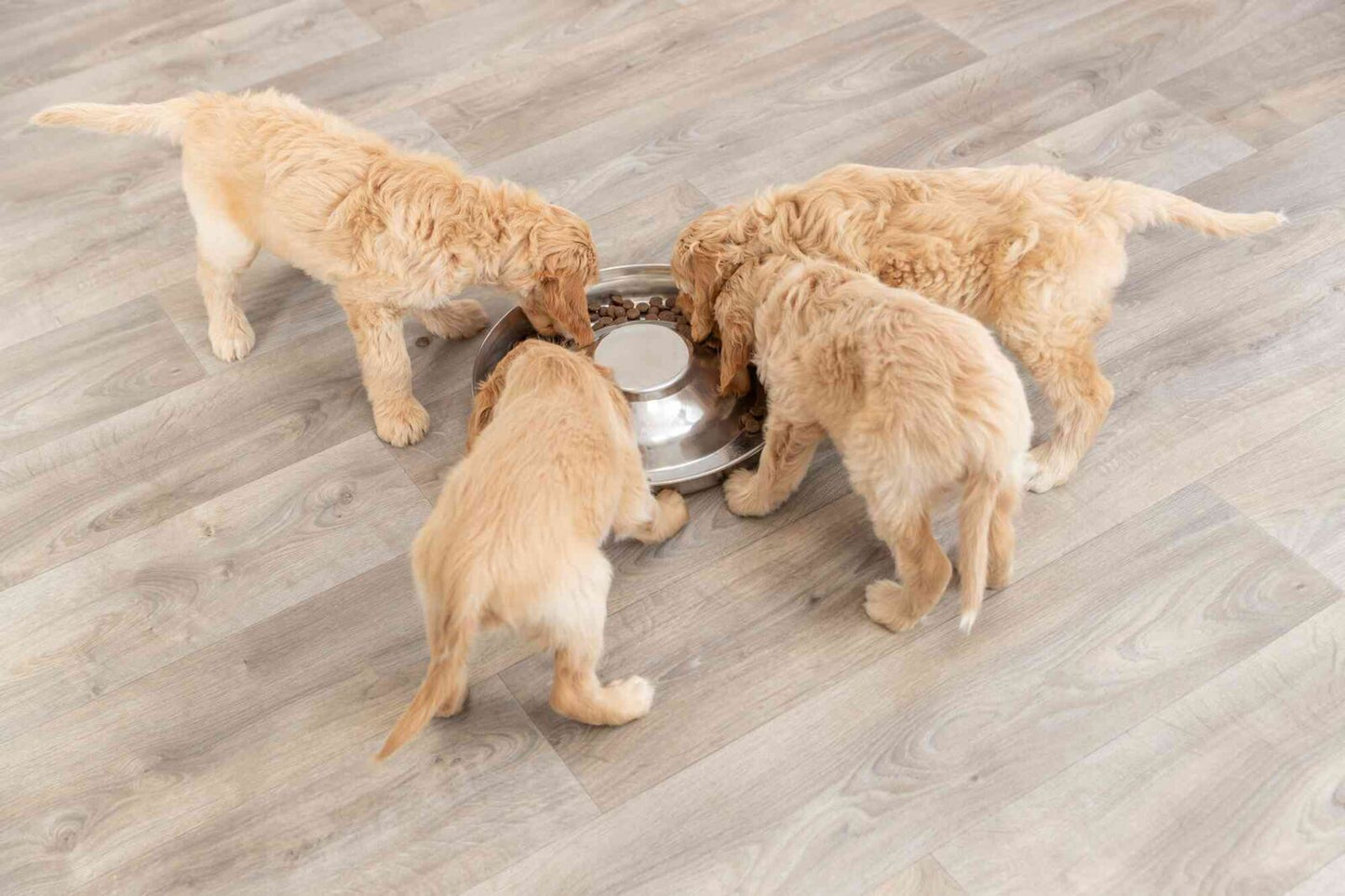 Trixie Junior Puppy Bowl - купичка за малки кученца