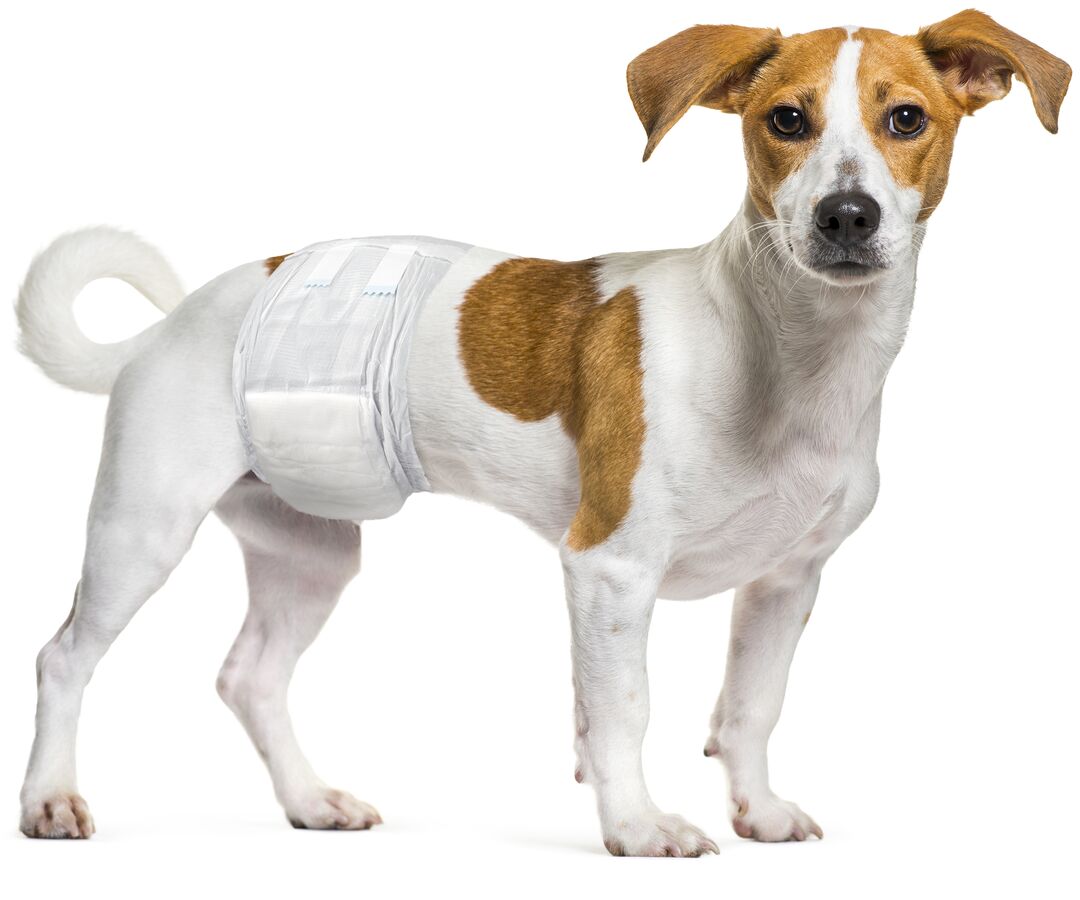 Flamingo Diaper Male Dipy S - хигиенни гащи за мъжки кучета 30 - 46 см