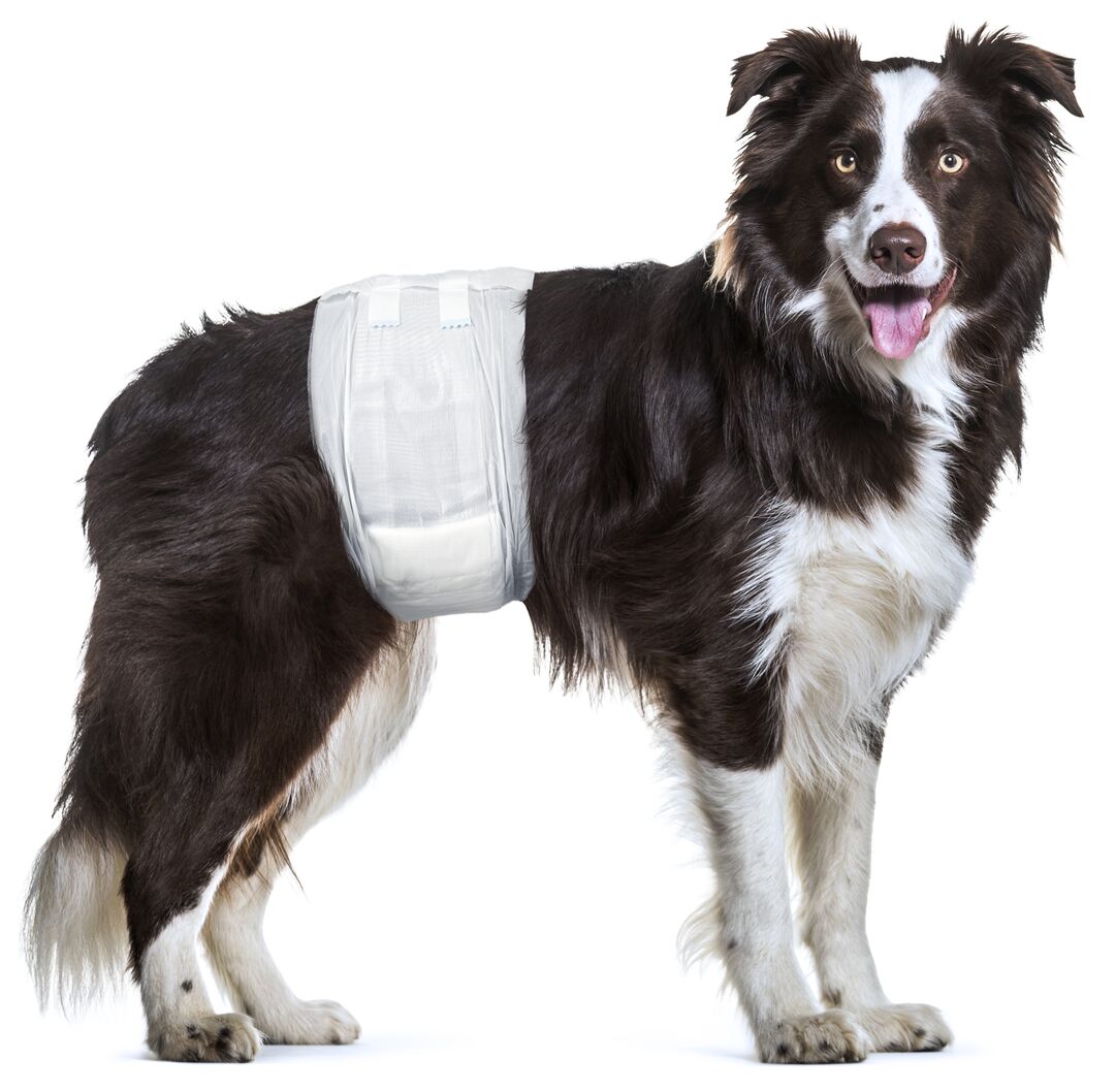 Flamingo Diaper Male Dipy - хигиенни гащи за мъжки кучета