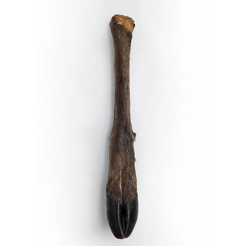 WolfPack Deer Leg with Hair - копито от елен 1 бр