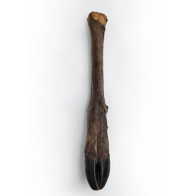 WolfPack Deer Leg with Hair - копито от елен 1 бр