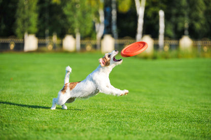 PitchDog Game Flying Disc Orange - фризби за кучета 24 см