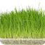 РАЗПРОДАЖБА Flamingo Cat Grass Seed - котешка трева