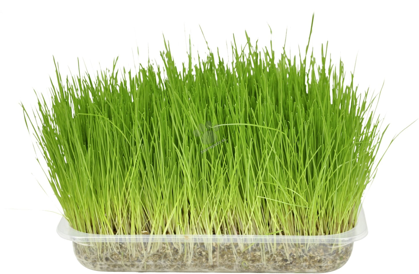РАЗПРОДАЖБА Flamingo Cat Grass Seed - котешка трева