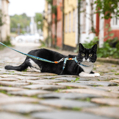 Max Molly Black Sheep Cat Harness Set - нагръдник с повод за котка с обиколка на врата 21,5-33 см. и обиколка на тялото 27-44 см