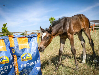 Cavalor Probreed Expert - храна по време на бременност, лактация и за малки кончета от 6 до 12 месеца 20 кг.