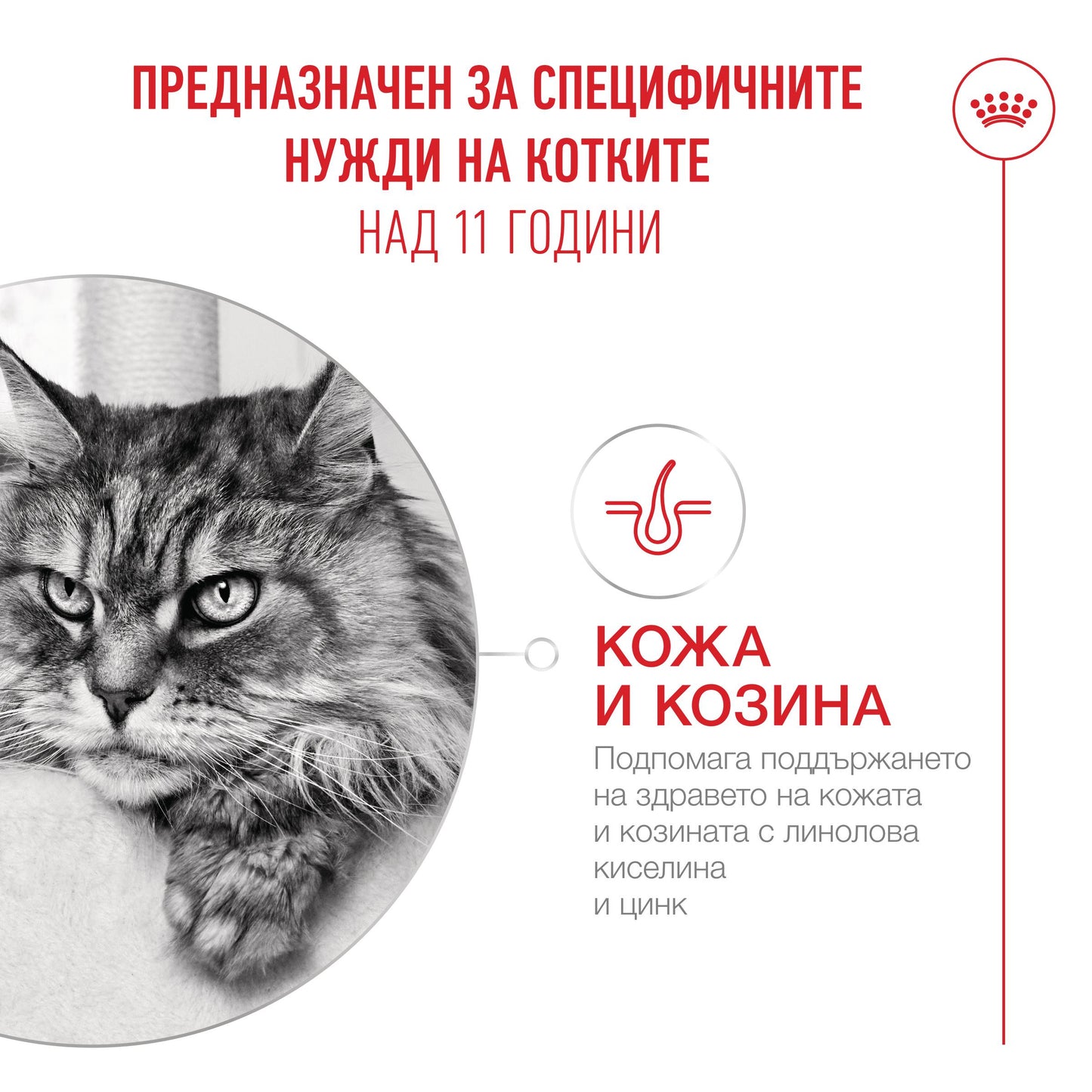 Royal Canin Ageing 11+ - пауч за възрастни котки 85 гр
