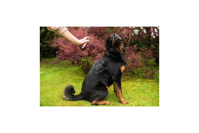 Animology Hot Dog - дълготраен спрей с аромат на нар и розов пипер 150 мл