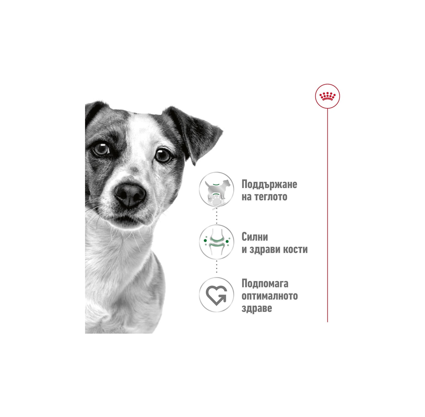 Royal Canin Mini Adult Loaf- Mousse - мус за кучета в зряла възраст от дребни породи (тегло до 10кг) - от 10 месеца до 8 години 195 гр.