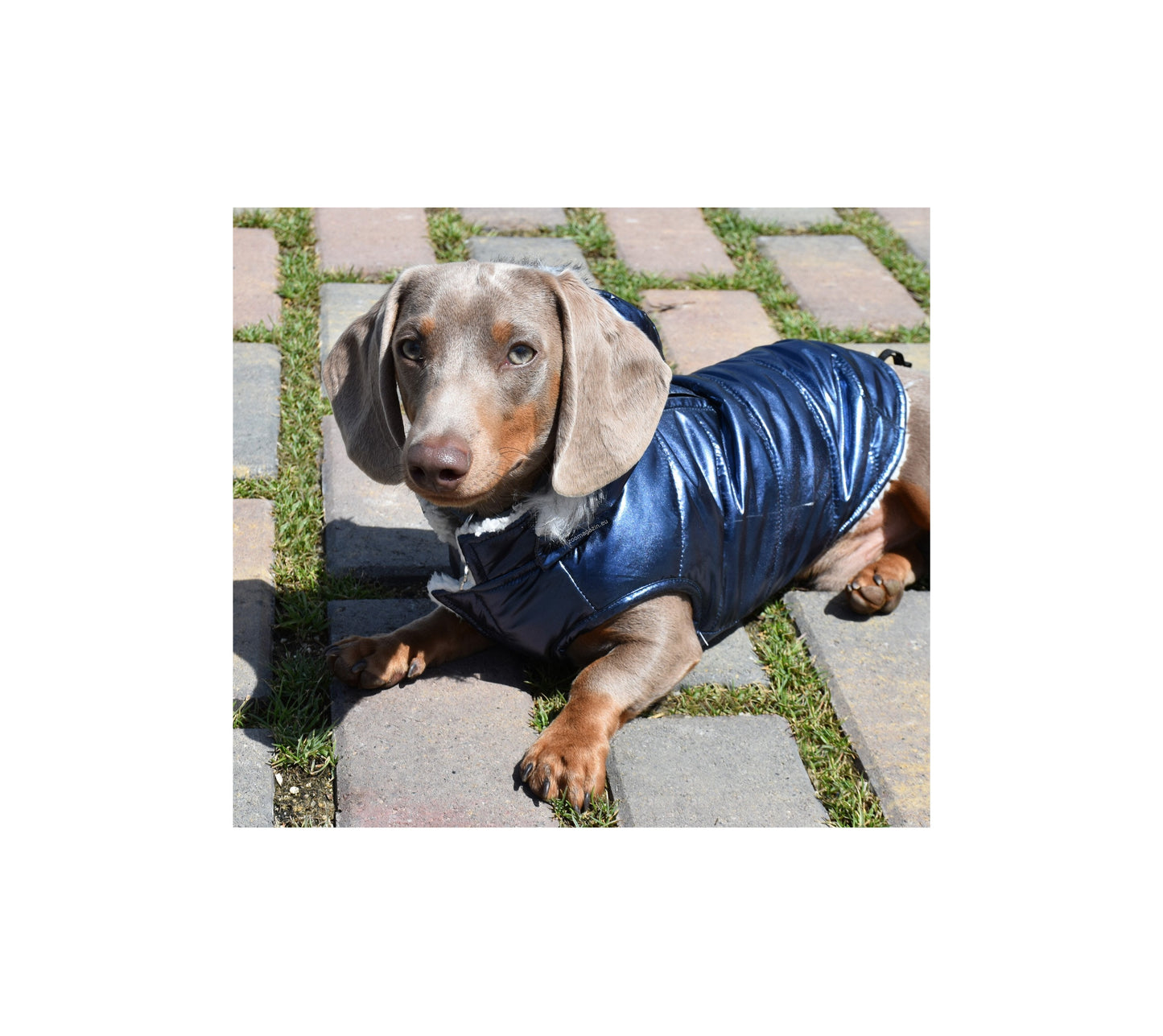 Nayeco Planet Jacket - яке за куче (синьо)