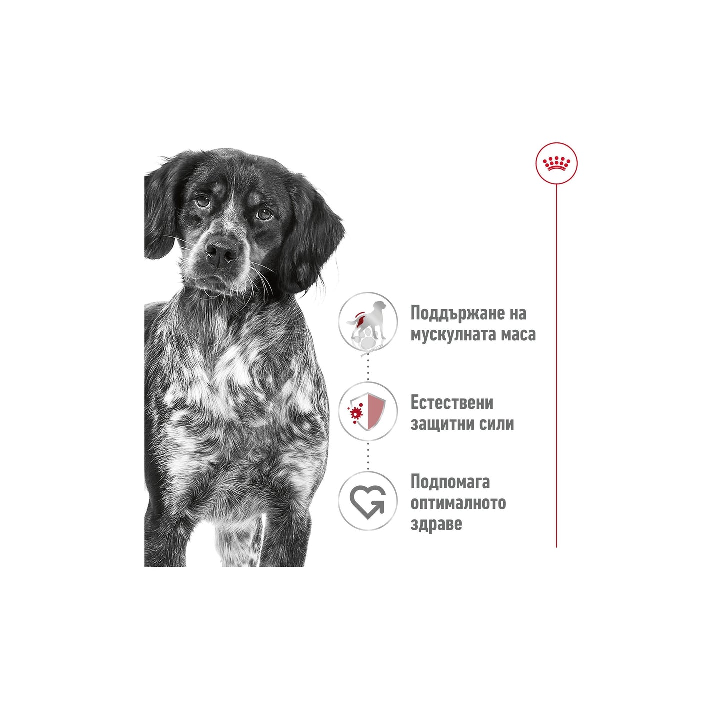 РАЗПРОДАЖБА Royal Canin Medium Adult Muscle Mass Support - консерва за кучета в зряла възраст от средни породи (от 11 до 25кг) - oт 12 месеца до 7 години 410 гр.