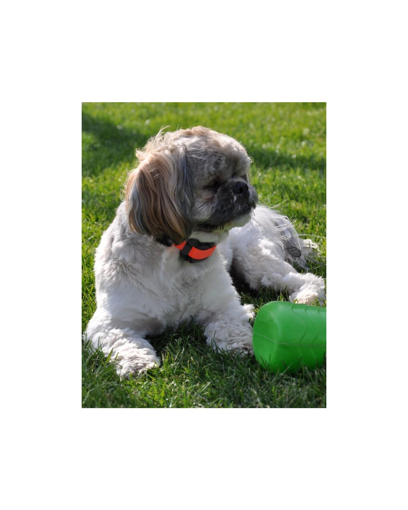 Dog Trace d-control easy mini - уред за електронно обучение