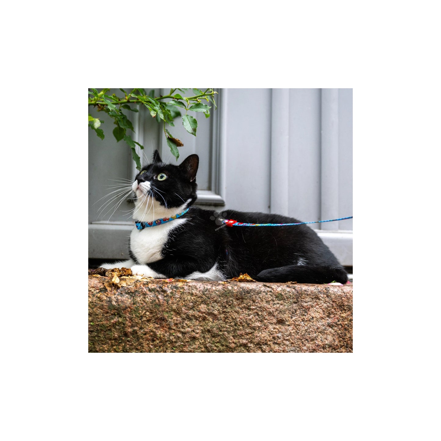 Max Molly Little Monster Cat Harness Set - нагръдник с повод за котка с обиколка на врата 21,5-33 см. и обиколка на тялото 27-44 см.