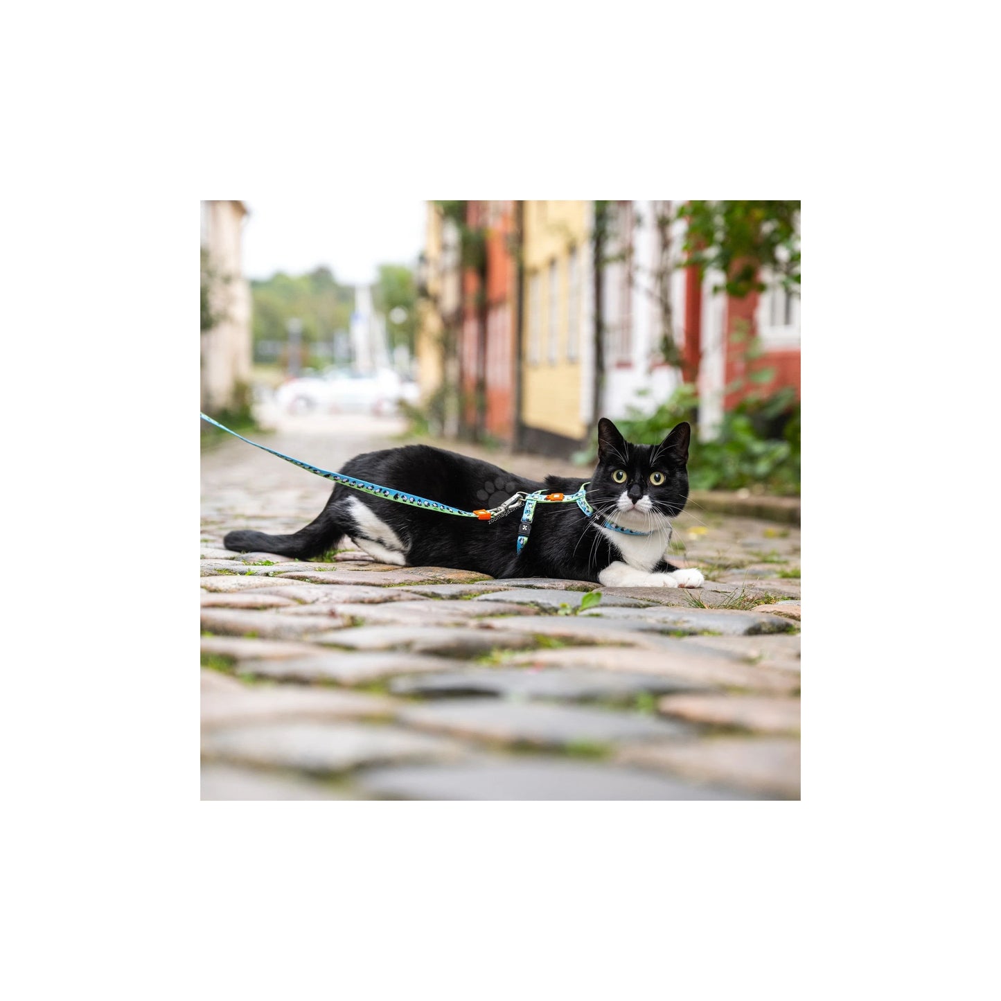 Max Molly Black Sheep Cat Harness Set - нагръдник с повод за котка с обиколка на врата 21,5-33 см. и обиколка на тялото 27-44 см.