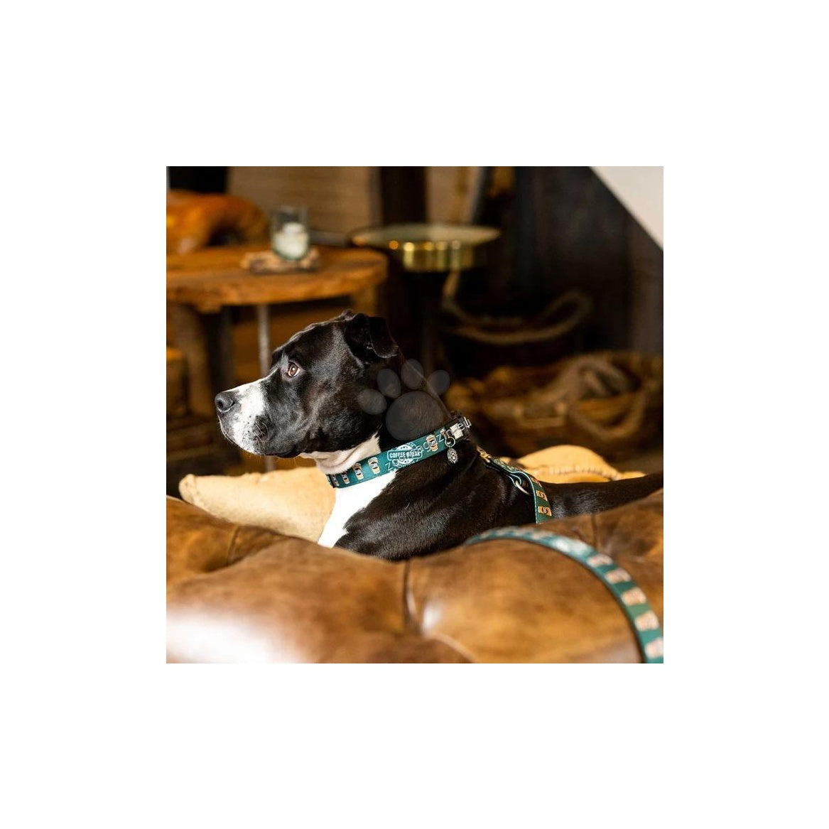 Max Molly Smart ID Coffee Break XS - нашийник с ID чип за сигурност 22 - 35 см. / 10 мм.