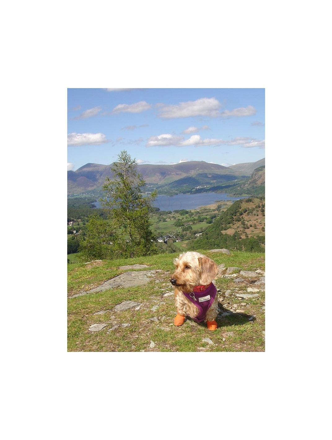 Pawz XS Orange - каучукова водоустойчива обувка за кучета с дължина на лапата до 5 см, оранжева, 1 брой