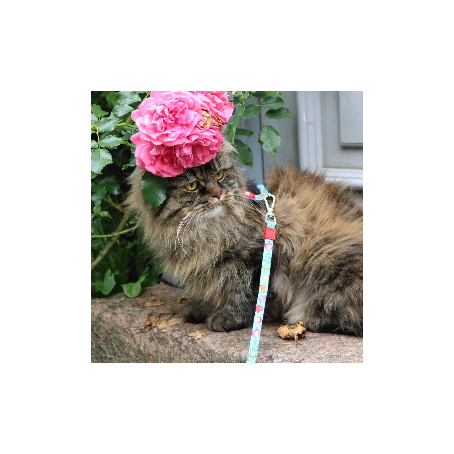 Max Molly Little Monster Cat Harness Set - нагръдник с повод за котка с обиколка на врата 21,5-33 см. и обиколка на тялото 27-44 см.