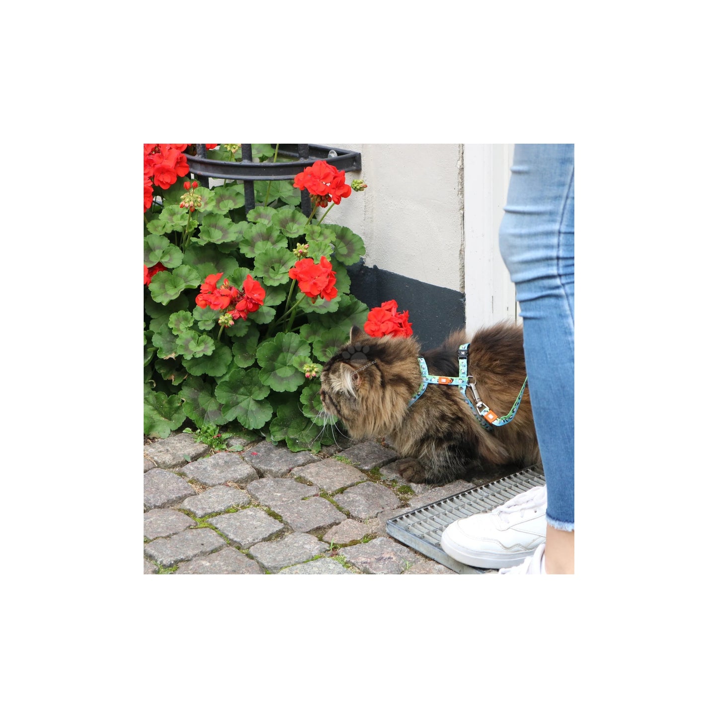 Max Molly Black Sheep Cat Harness Set - нагръдник с повод за котка с обиколка на врата 21,5-33 см. и обиколка на тялото 27-44 см.