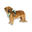 Max Molly Sport Harness Matrix Jade - нагръдник за кучета
