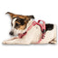 Max Molly Sport Harness Matrix Rose - нагръдник за кучета