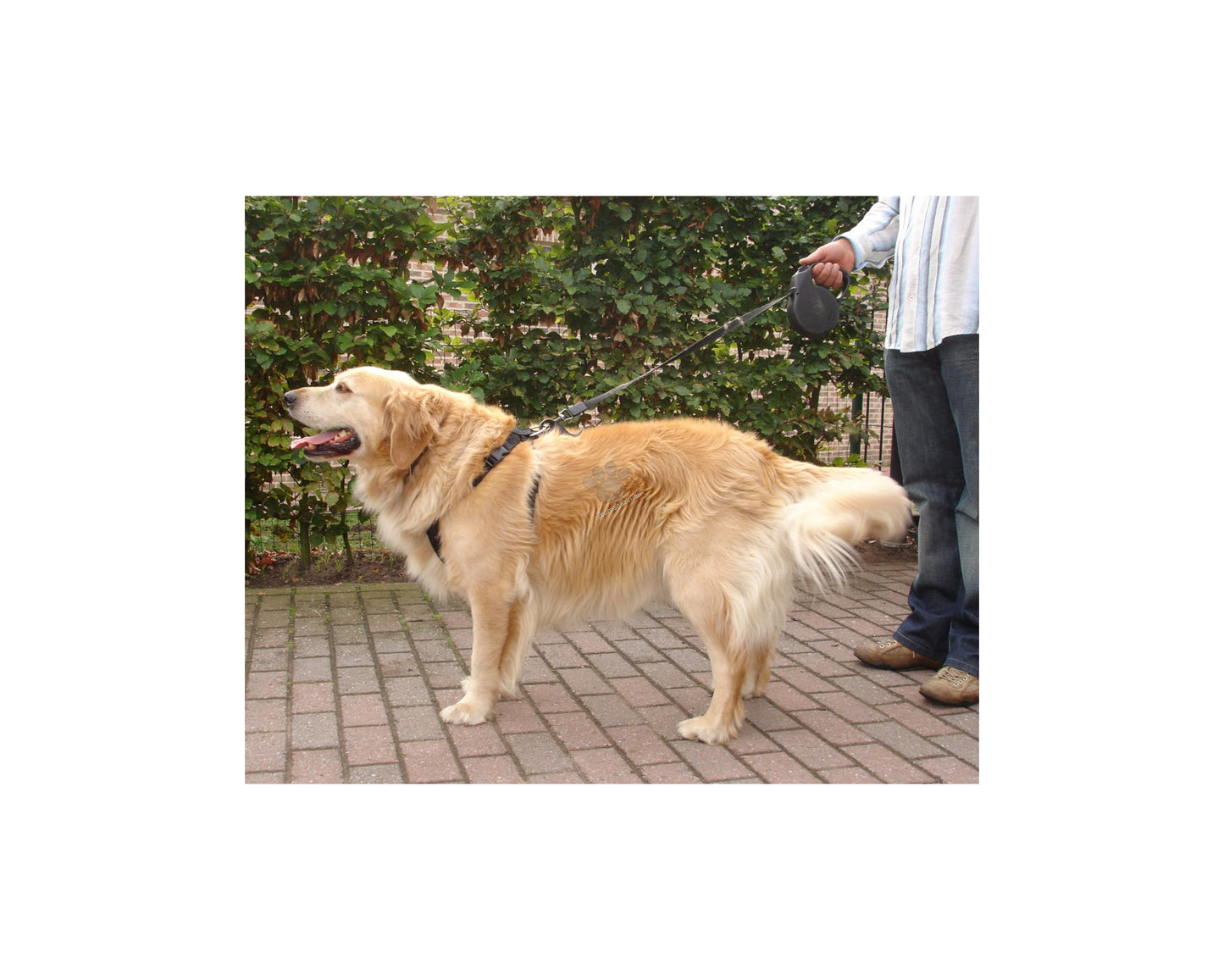 Flamingo Car safety harness Baro Black - предпазен нагръдник за кола