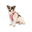 Max Molly Sport Harness Matrix Rose - нагръдник за кучета