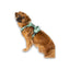 Max Molly Sport Harness Matrix Jade - нагръдник за кучета